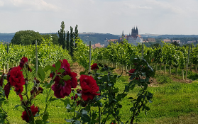Panoramablick auf die Ruinen von Burg und Kloster Oybin View to the ruins of the Oybin castle and monastery